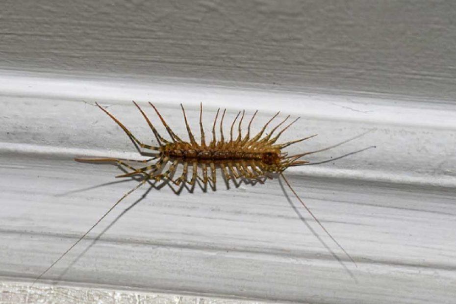 How to Get Rid of House Centipedes