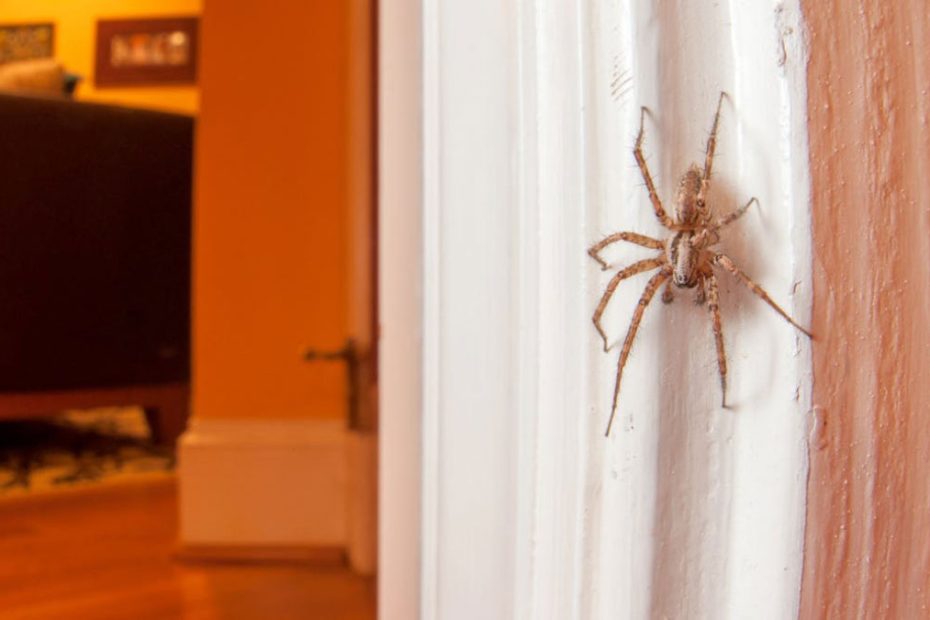 How to Get Rid of House Spiders