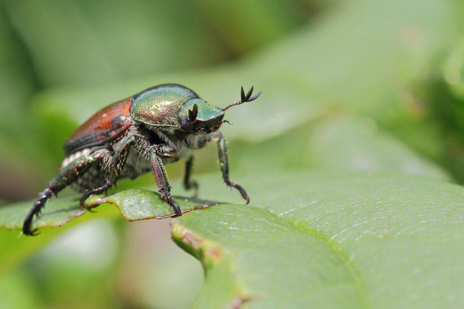 How to Get Rid of Japanese Beetles