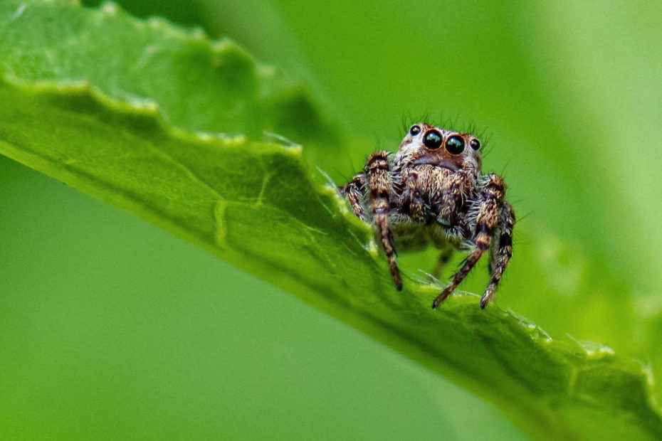 How to Get Rid of Jumping Spiders