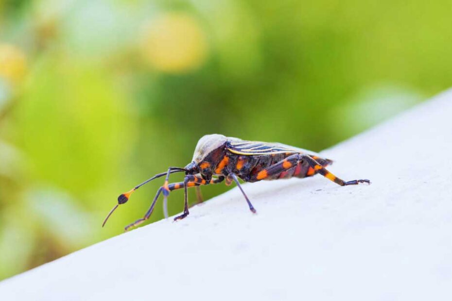 How to Get Rid of Kissing Bugs