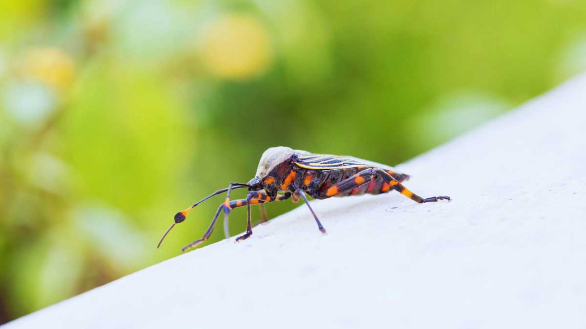 How to Get Rid of Kissing Bugs