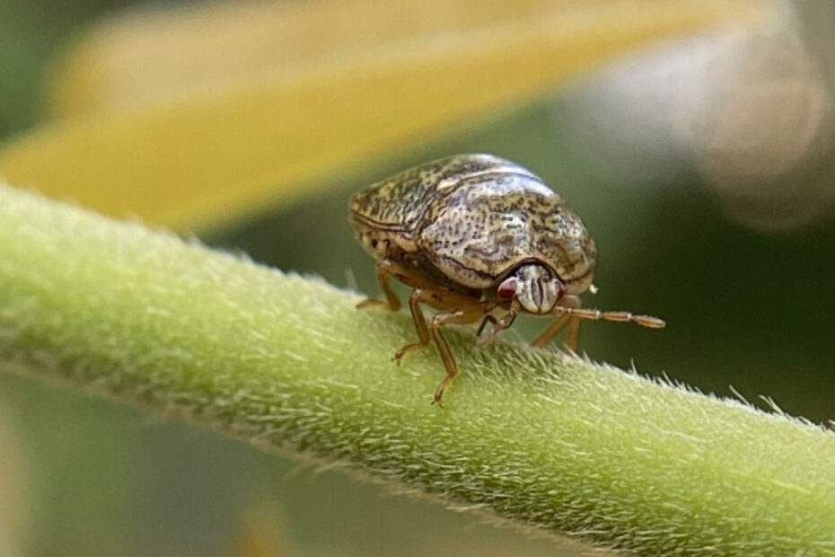 How to Get Rid of Kudzu Bugs