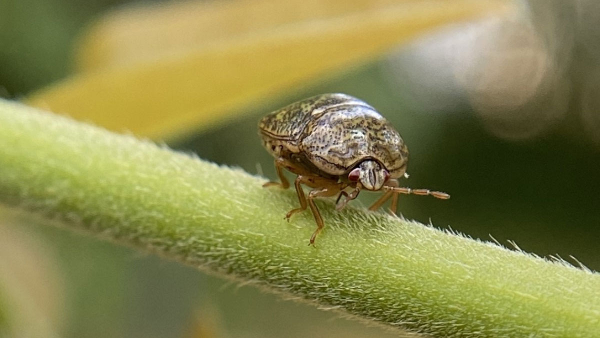 How to Get Rid of Kudzu Bugs