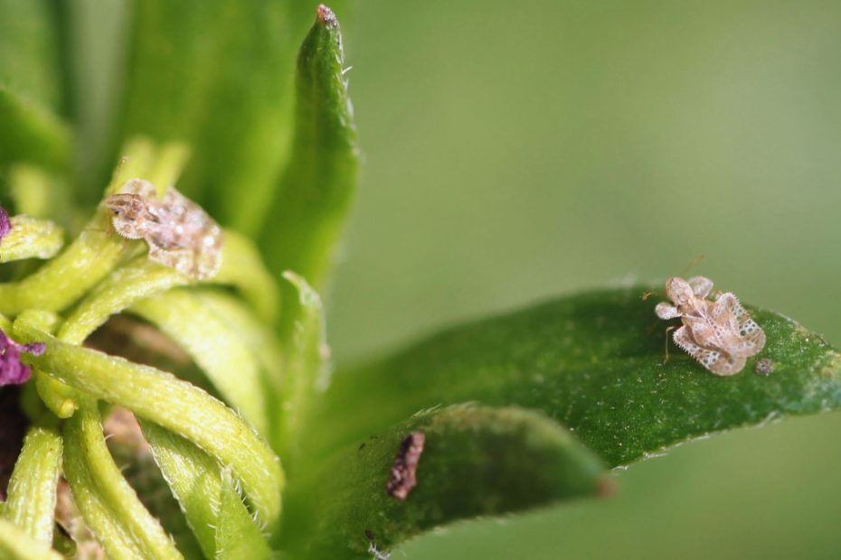 How to Get Rid of Lace Bugs