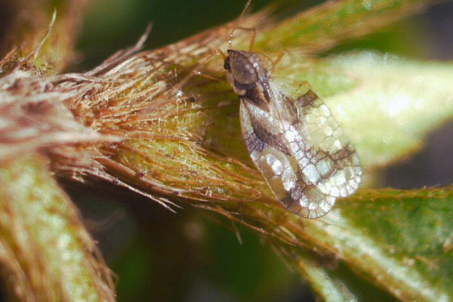 How to Get Rid of Lace Bugs on Azaleas