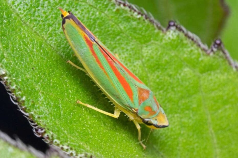 How to Get Rid of Leafhoppers