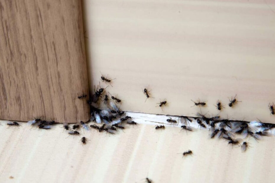 How to Get Rid of Little Black Ants