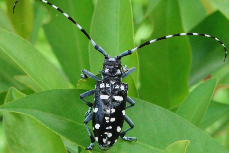 How to Get Rid of Longhorn Beetles