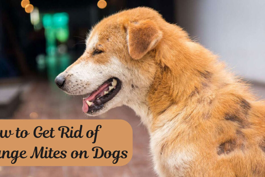 How to Get Rid of Mange Mites on Dogs