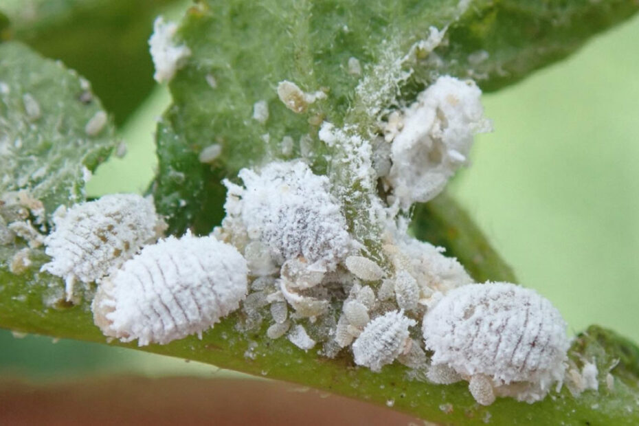 How to Get Rid of Mealybugs