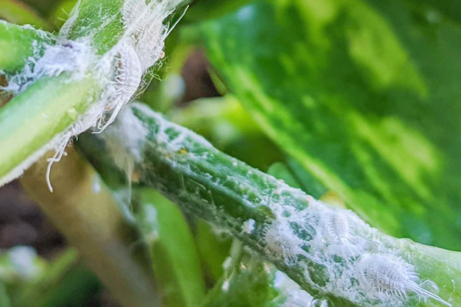 How to Get Rid of Mealybugs on Houseplants