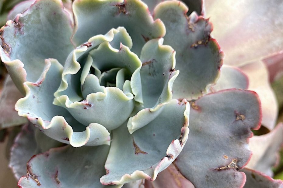 How to Get Rid of Mealybugs on Succulents