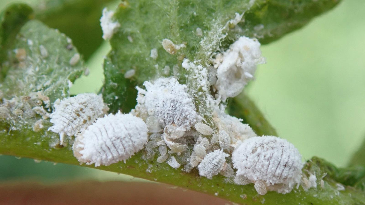 How to Get Rid of Mealybugs