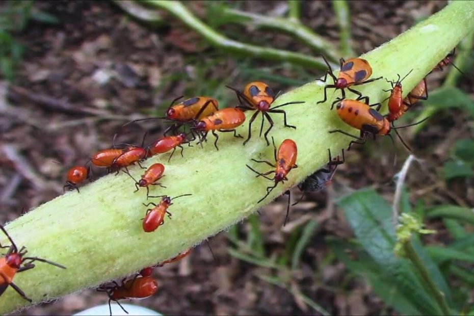 How to Get Rid of Milkweed Bugs