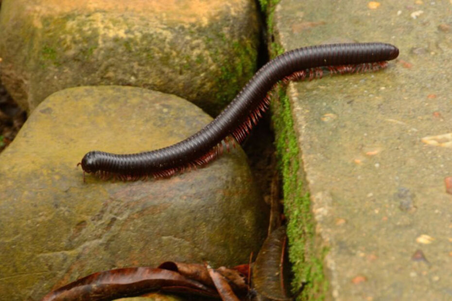 How to Get Rid of Millipedes