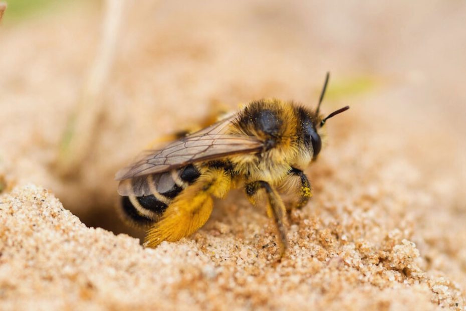 How to Get Rid of Mining Bees