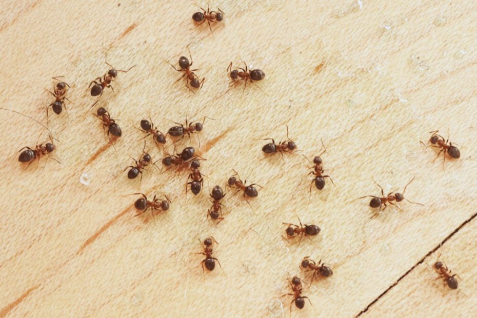 How to Get Rid of Moisture Ants