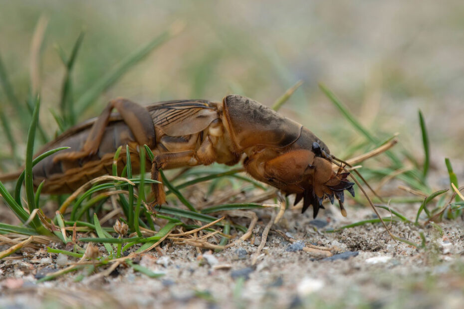 How to Get Rid of Mole Crickets