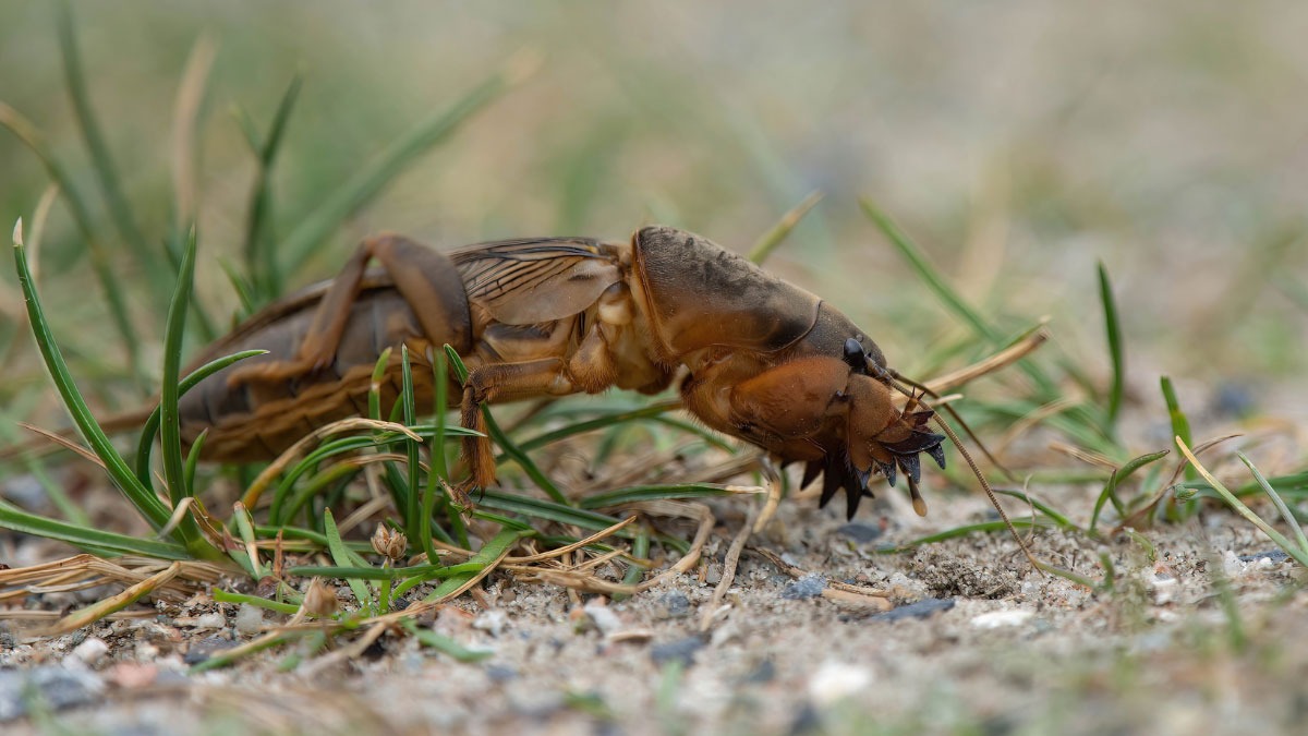 How to Get Rid of Mole Crickets