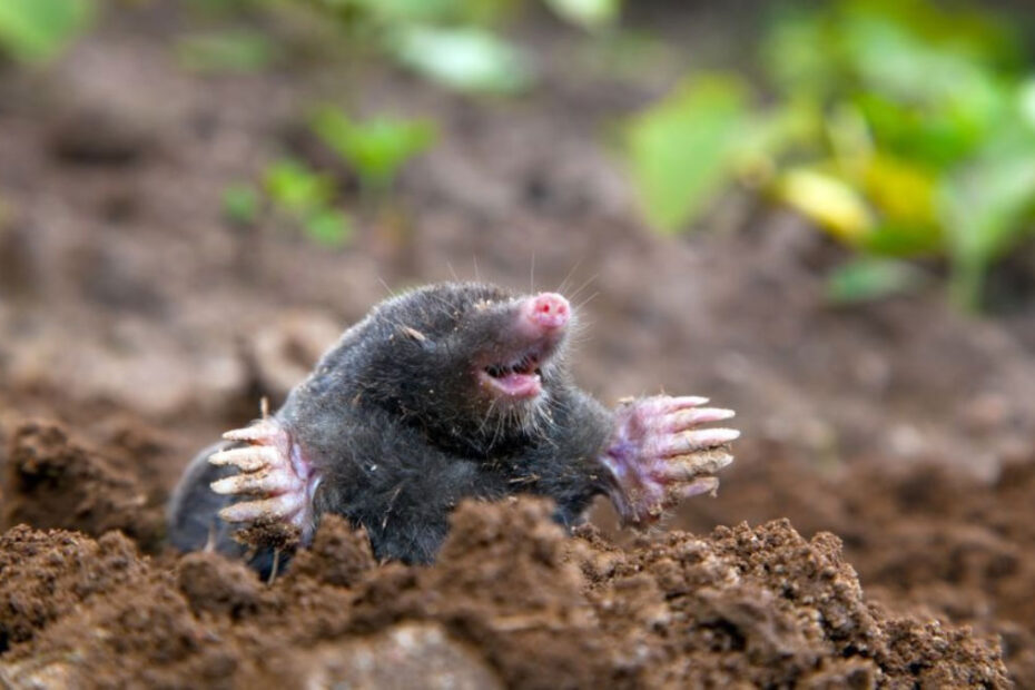 How to Get Rid of Moles