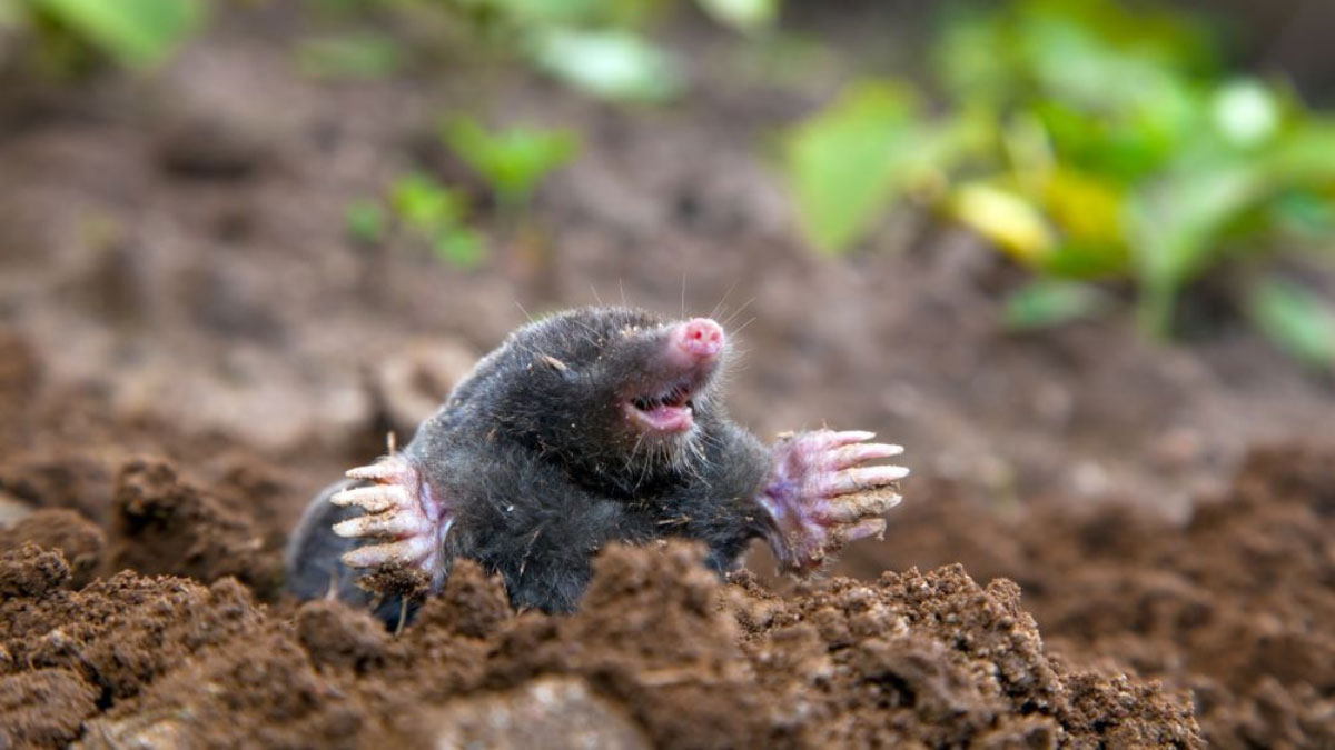 How to Get Rid of Moles