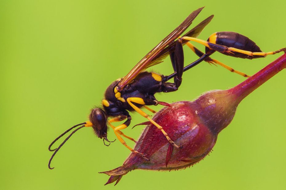 How to Get Rid of Mud Dauber Wasps