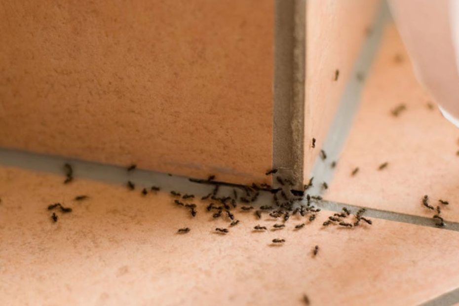 How to Get Rid of Odorous House Ants