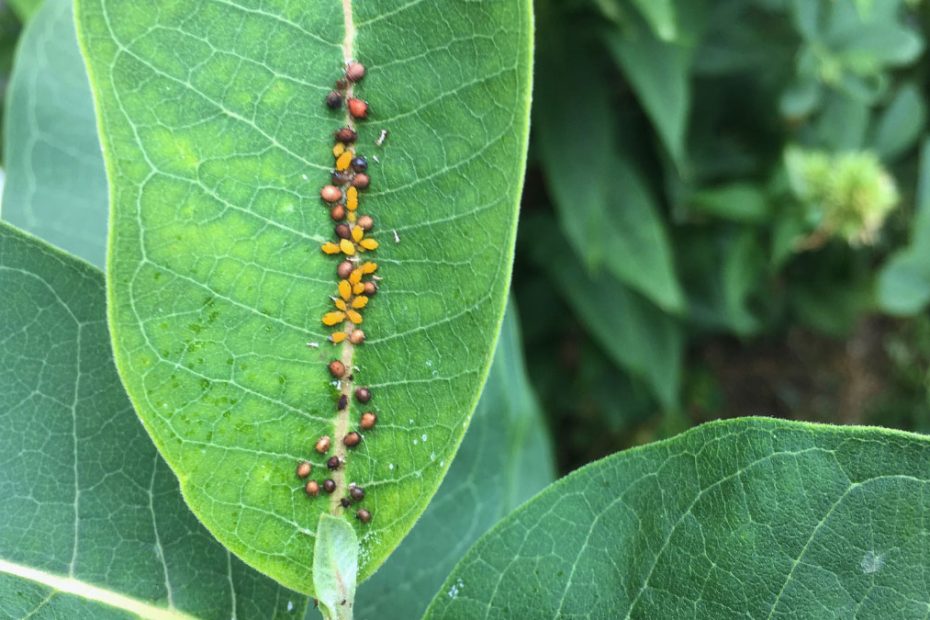 How to Get Rid of Oleander Aphids