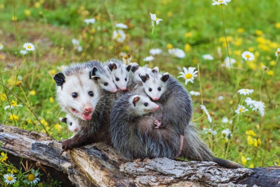 How to Get Rid of Opossums