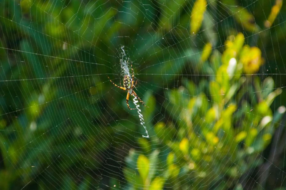 How to Get Rid of Orb Weaver Spiders