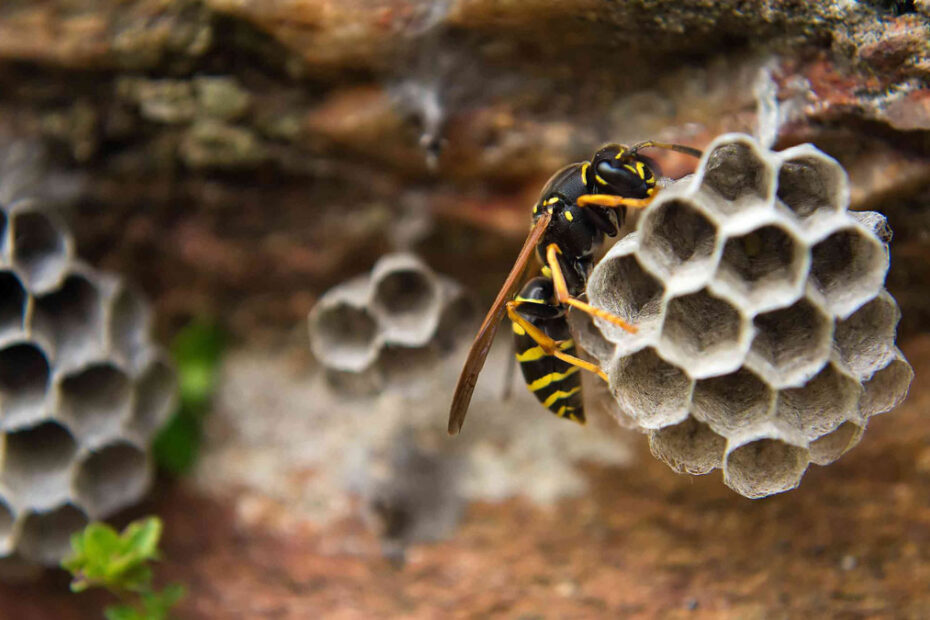 How to Get Rid of Paper Wasps