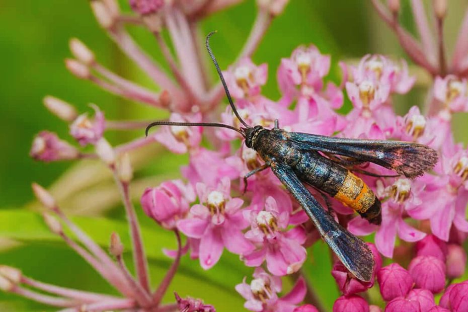 How to Get Rid of Peach Tree Borers