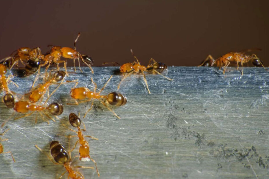 How to Get Rid of Pharaoh Ants