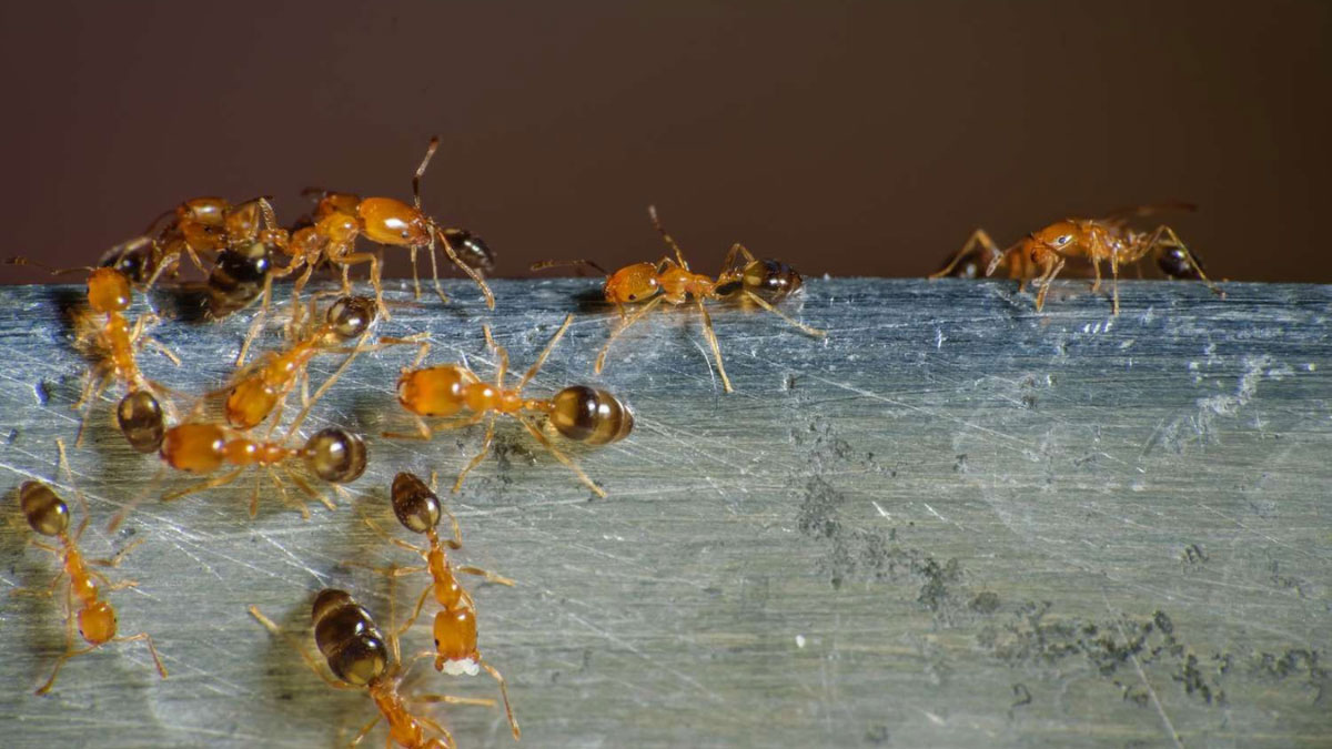 How to Get Rid of Pharaoh Ants