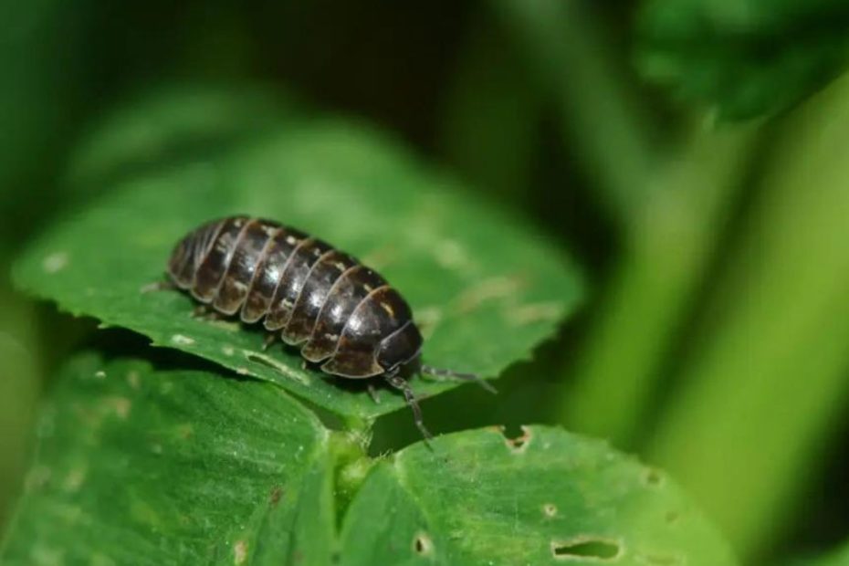 How to Get Rid of Pillbugs