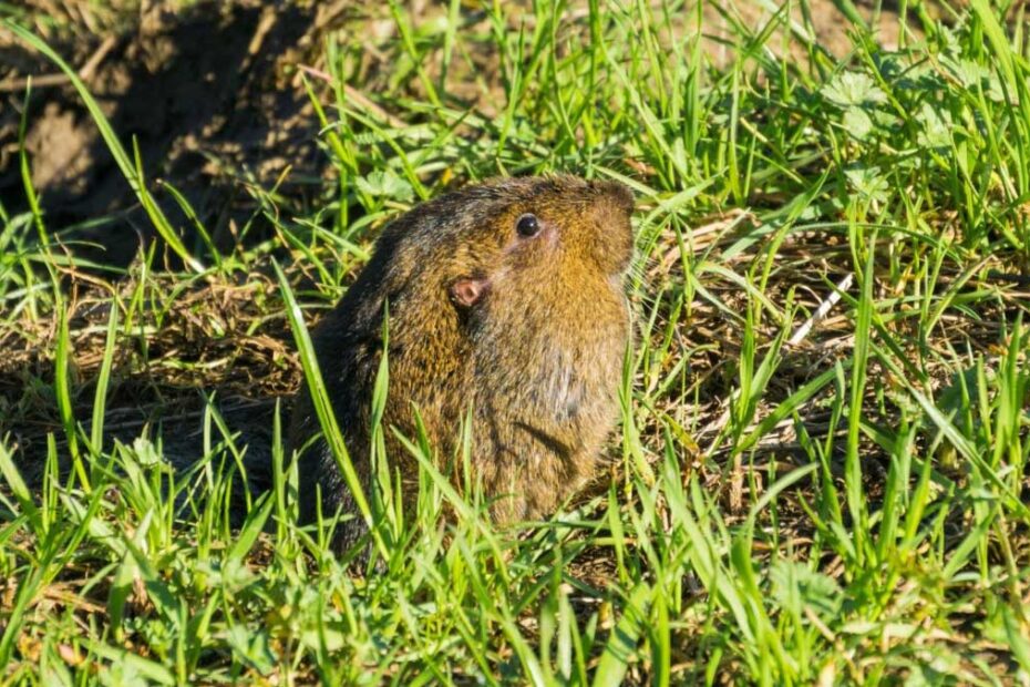 How to Get Rid of Pocket Gophers