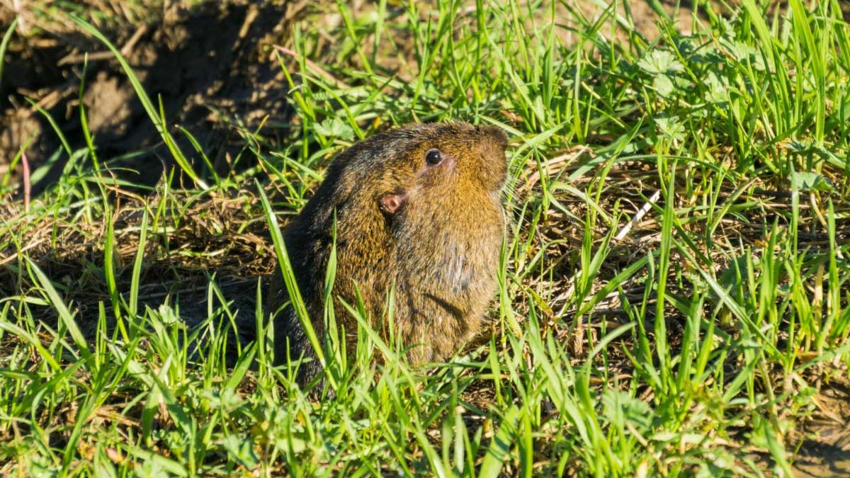 How to Get Rid of Pocket Gophers