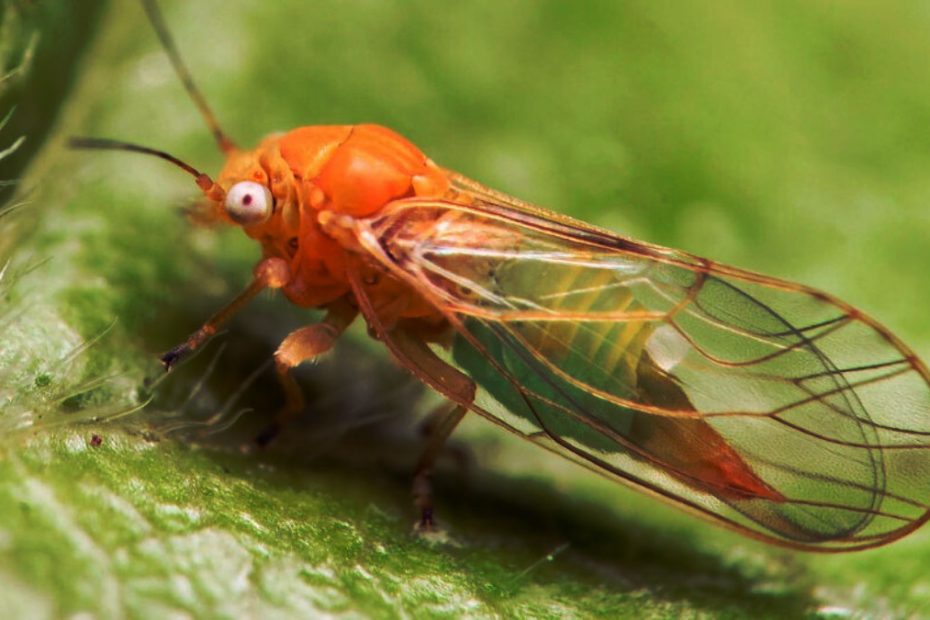 How to Get Rid of Psyllids