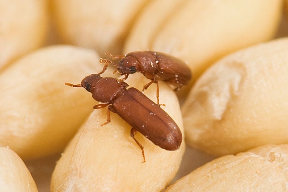 How to Get Rid of Red Flour Beetles