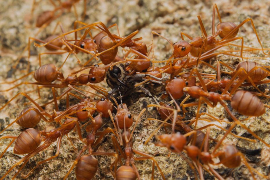 How to Get Rid of Red Imported Fire Ants