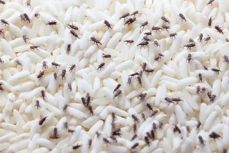 How to Get Rid of Rice Weevils