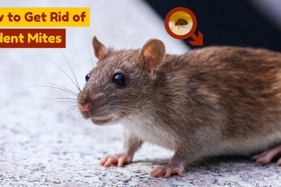 How to Get Rid of Rodent Mites