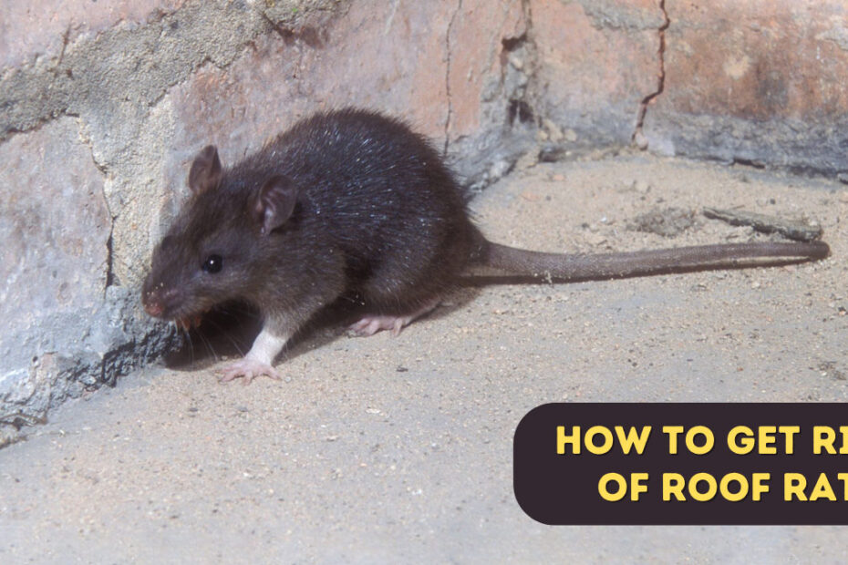 How to Get Rid of Roof Rats