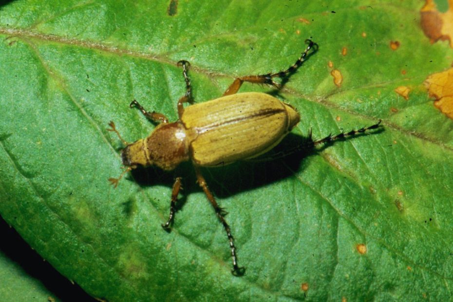 How to Get Rid of Rose Chafers