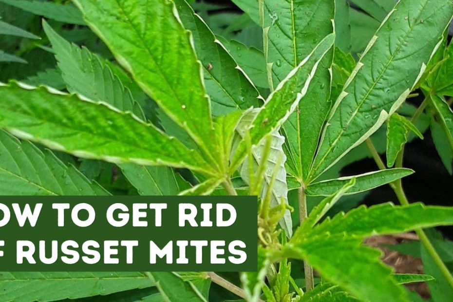 How to Get Rid of Russet Mites