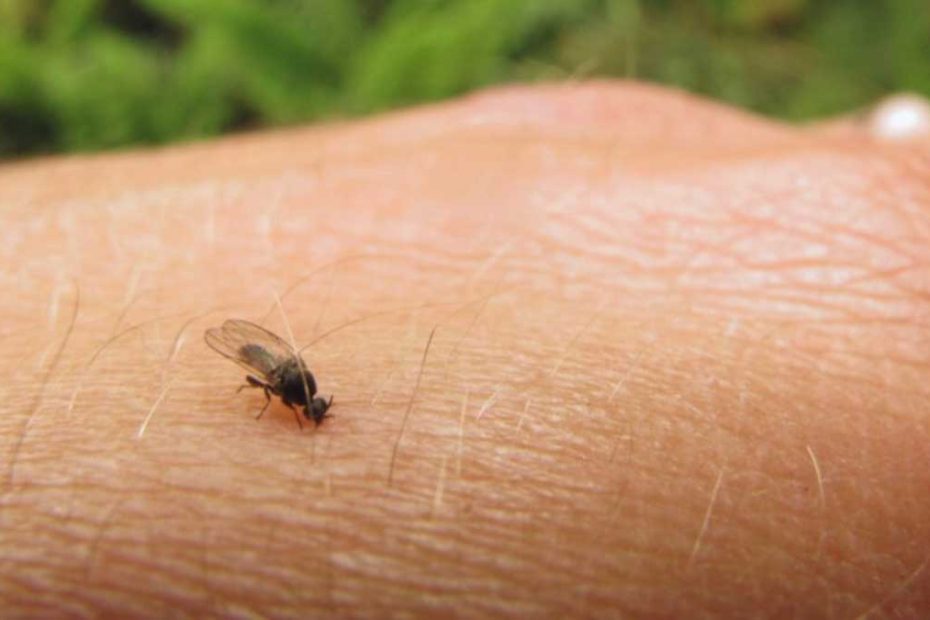 How to Get Rid of Sand Flies