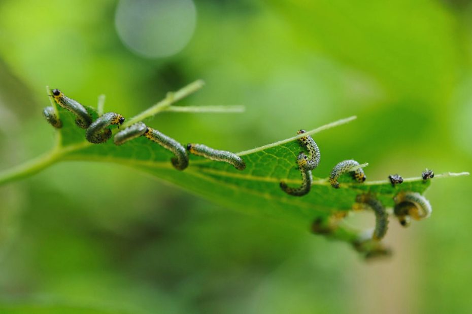 How to Get Rid of Sawflies