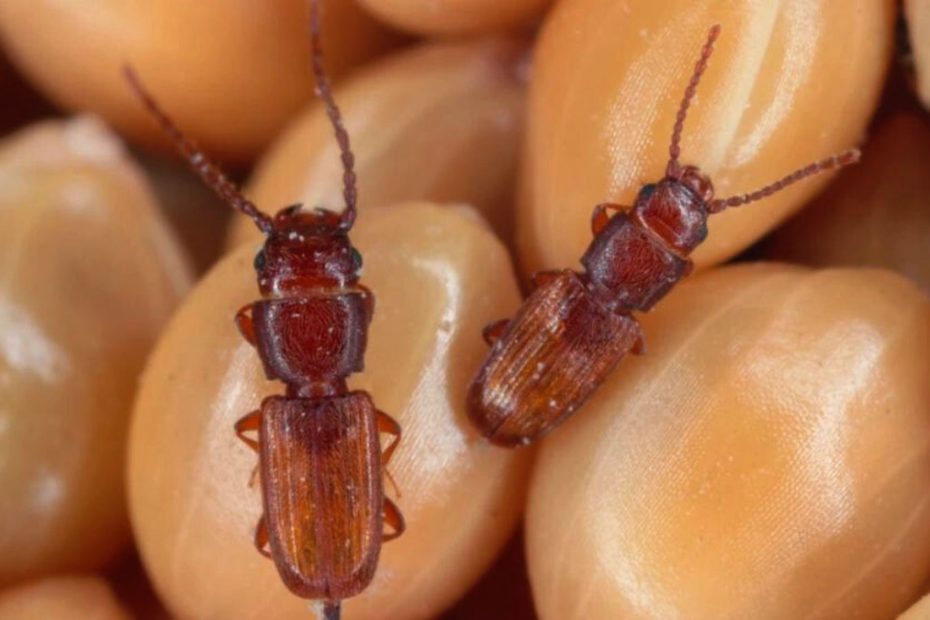 How to Get Rid of Sawtoothed Grain Beetles