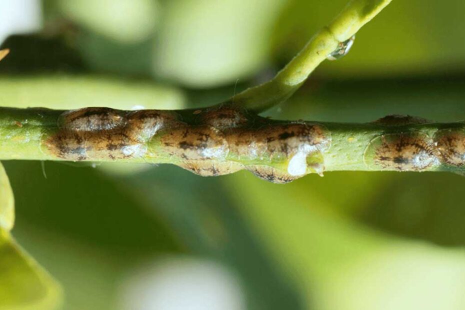 How to Get Rid of Scale Insects